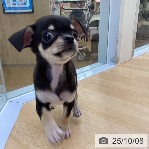 チワワの写真