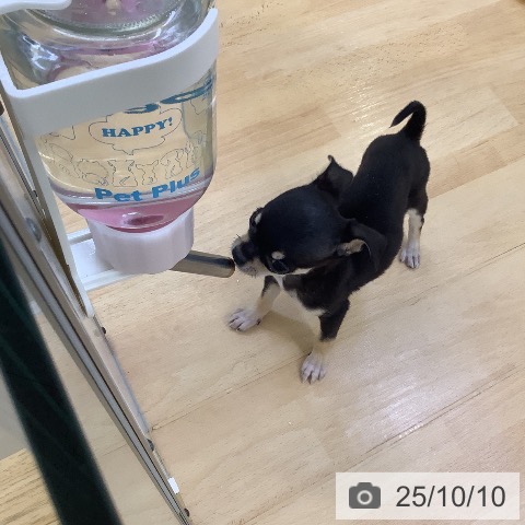 チワワの写真