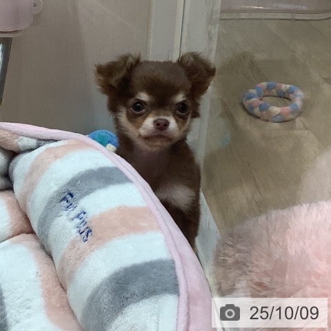 チワワの写真