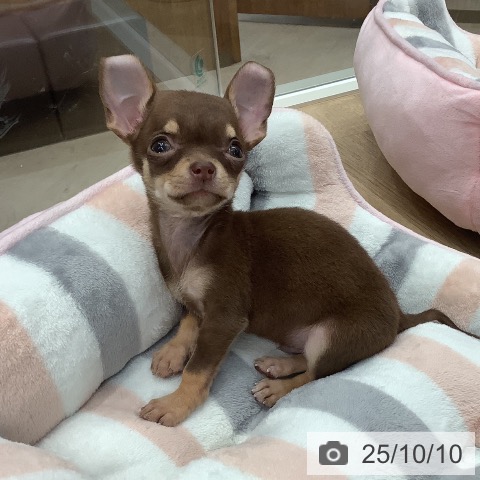 チワワの写真
