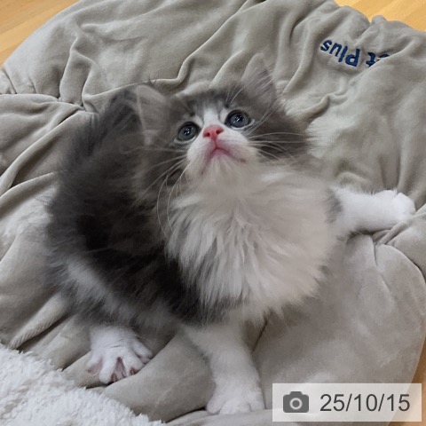 ノルウェージャンフォレストキャットの写真