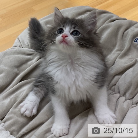 ノルウェージャンフォレストキャットの写真