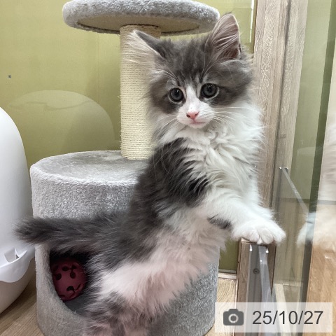 ノルウェージャンフォレストキャットの写真