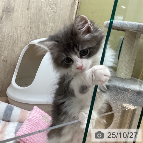 ノルウェージャンフォレストキャットの写真