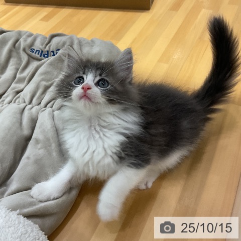 ノルウェージャンフォレストキャットの写真