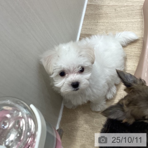 マルチーズの写真