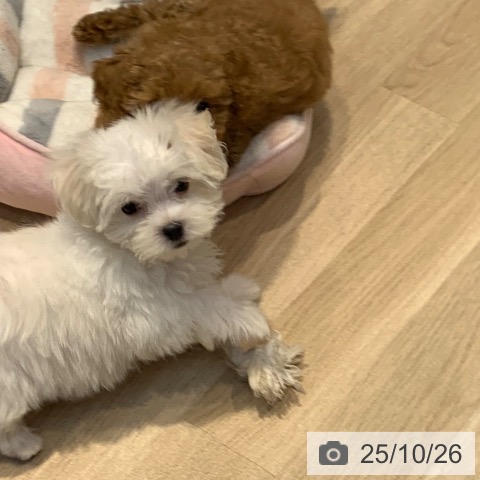 マルチーズの写真