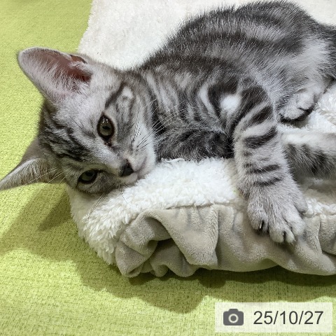 アメリカンショートヘアの写真