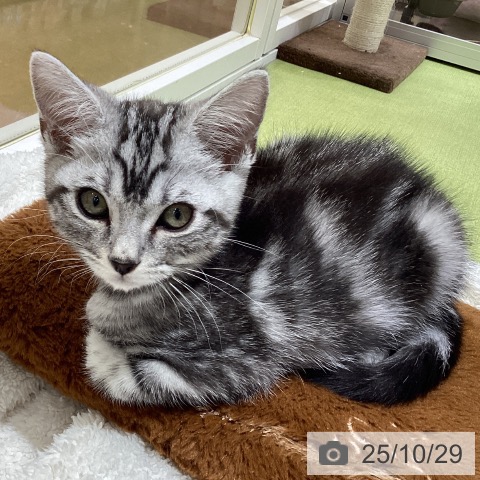 アメリカンショートヘアの写真