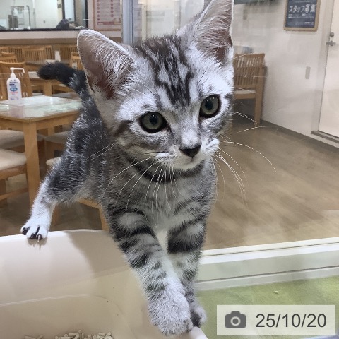 アメリカンショートヘアの写真