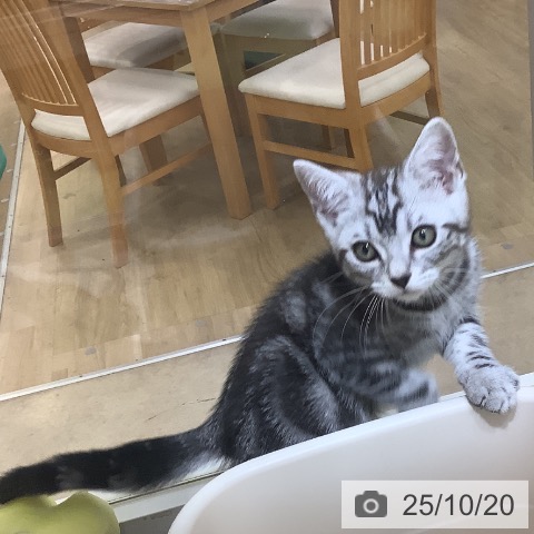 アメリカンショートヘアの写真