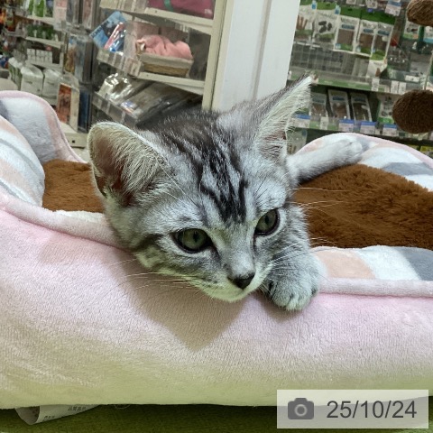 アメリカンショートヘアの写真