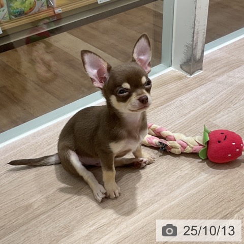 チワワの写真