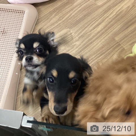 茨城県のチワワ(ロング) (ペッツワン 阿見店/2025年8月9日生まれ/男の子/ブラックタン)の子犬の3枚目の画像