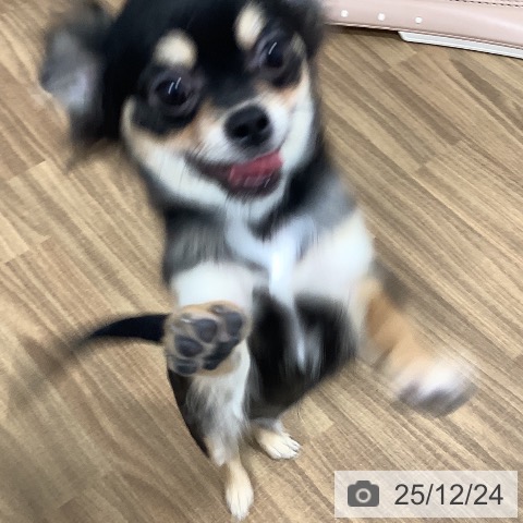 茨城県のチワワ(ロング) (ペッツワン 阿見店/2025年8月9日生まれ/男の子/ブラックタン)の子犬の3枚目の画像