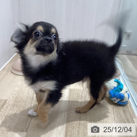 千葉県のチワワ(ロング) (ペットプラス 木更津店/2025年8月9日生まれ/男の子/ブラックタンホワイト)の子犬の4枚目の画像