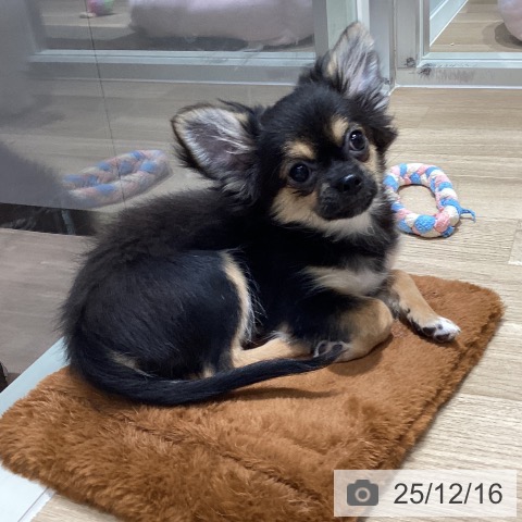 千葉県のチワワ(ロング) (ペットプラス 木更津店/2025年8月9日生まれ/男の子/ブラックタンホワイト)の子犬の3枚目の画像