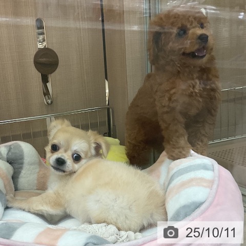 チワワの写真