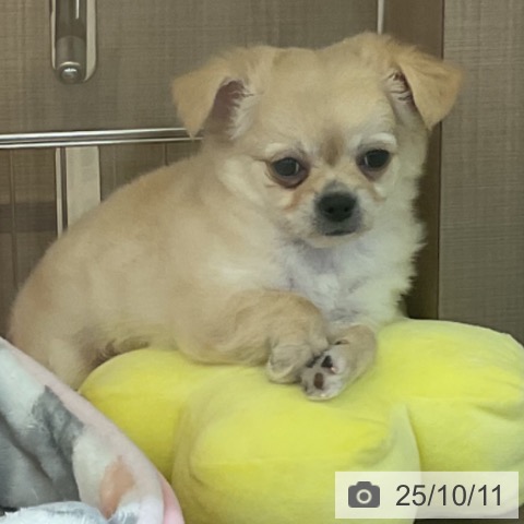 チワワの写真