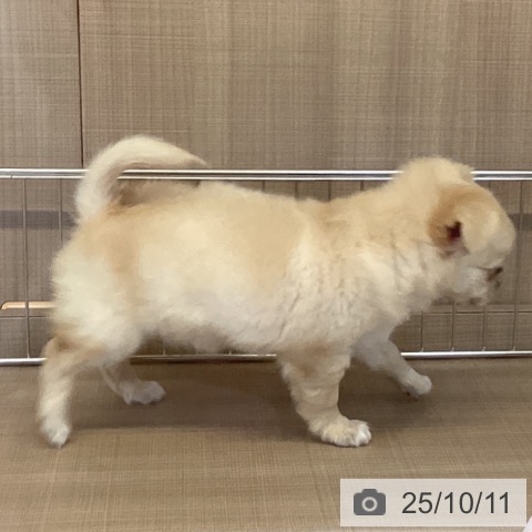 チワワの写真