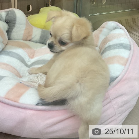 チワワの写真