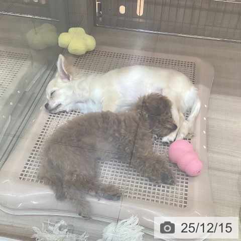 神奈川県のチワワ(ロング) (ペッツワン 横須賀久里浜店/2025年8月9日生まれ/男の子/クリーム)の子犬の4枚目の画像