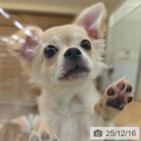 神奈川県のチワワ(ロング) (ペッツワン 横須賀久里浜店/2025年8月9日生まれ/男の子/クリーム)の子犬の4枚目の画像