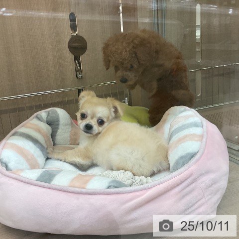チワワの写真
