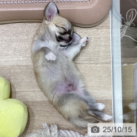 チワワの写真