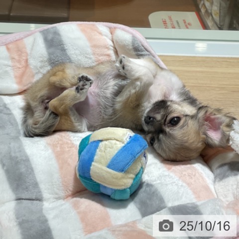 チワワの写真