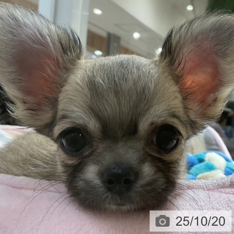 チワワの写真