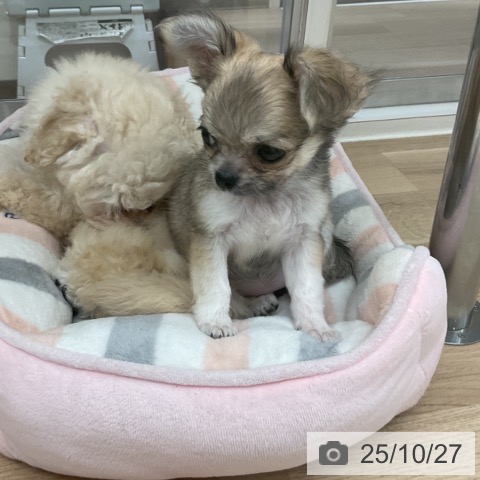 チワワの写真