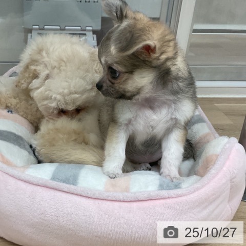 チワワの写真