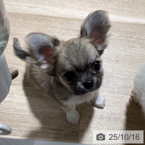 チワワの写真