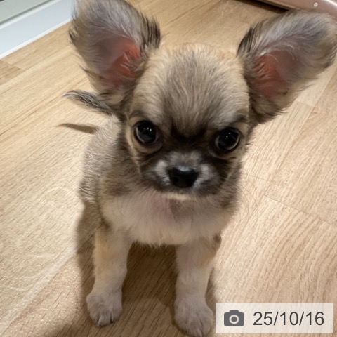 チワワの写真