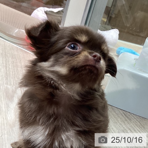 チワワの写真