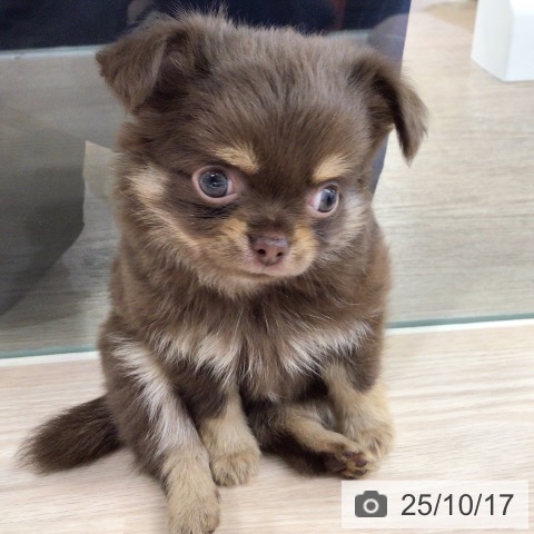 チワワの写真