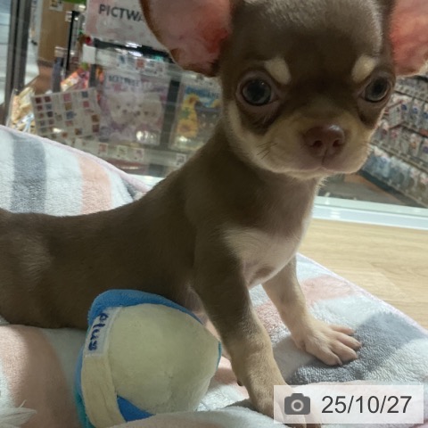 チワワの写真