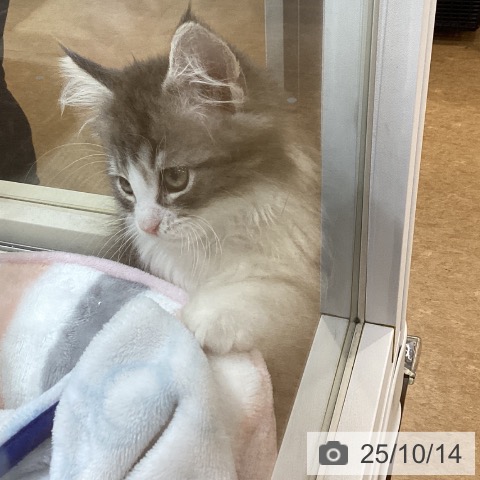 ノルウェージャンフォレストキャットの写真