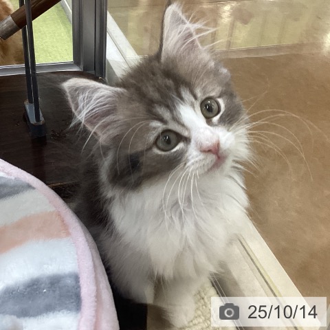 ノルウェージャンフォレストキャットの写真