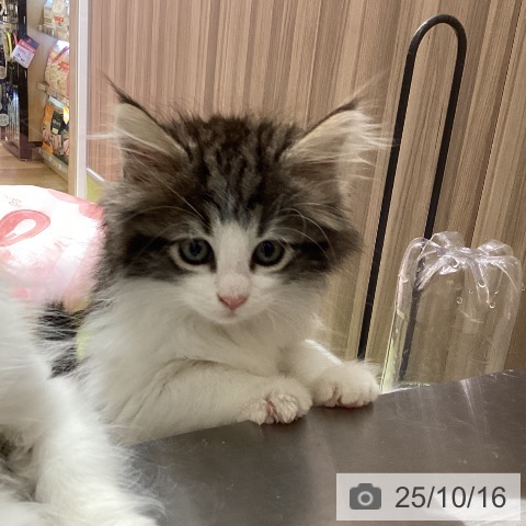 ノルウェージャンフォレストキャットの写真
