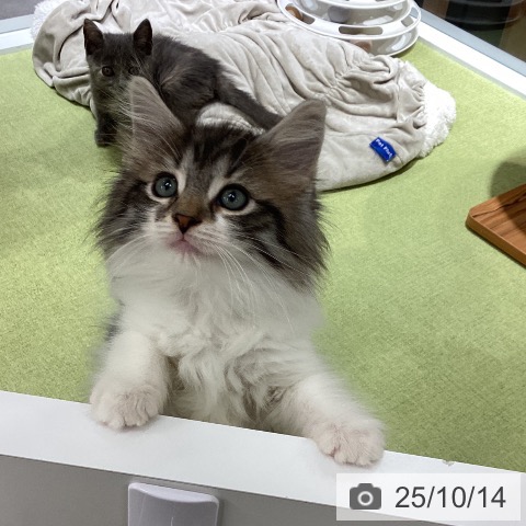 ノルウェージャンフォレストキャットの写真