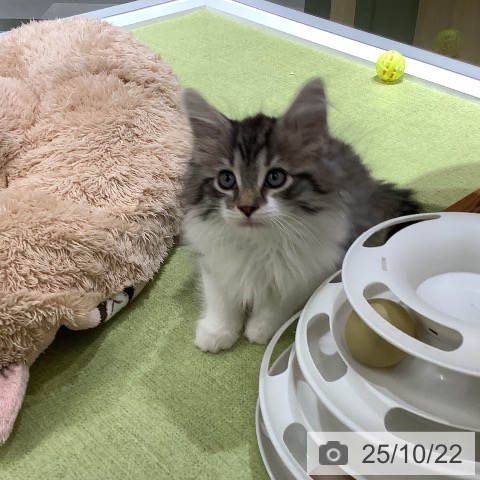 ノルウェージャンフォレストキャットの写真