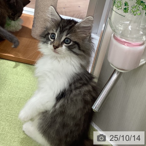 ノルウェージャンフォレストキャットの写真