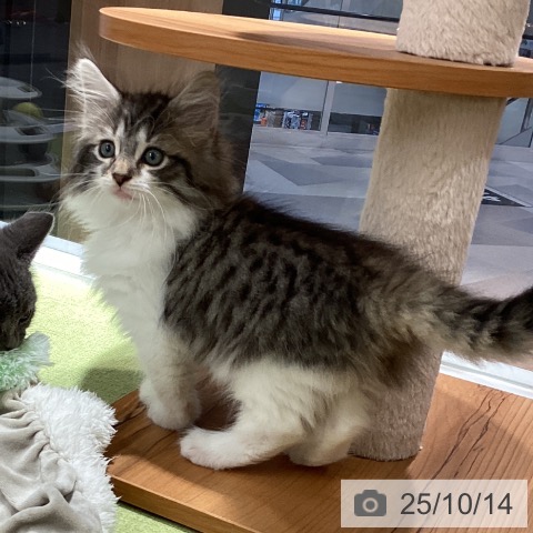 ノルウェージャンフォレストキャットの写真