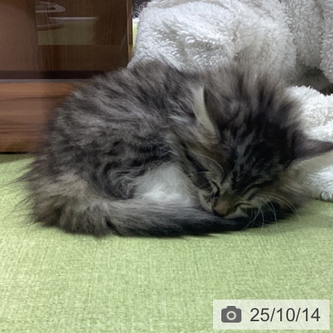 ノルウェージャンフォレストキャットの写真