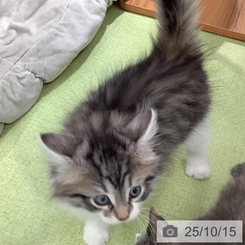 ノルウェージャンフォレストキャットの写真