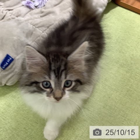 ノルウェージャンフォレストキャットの写真