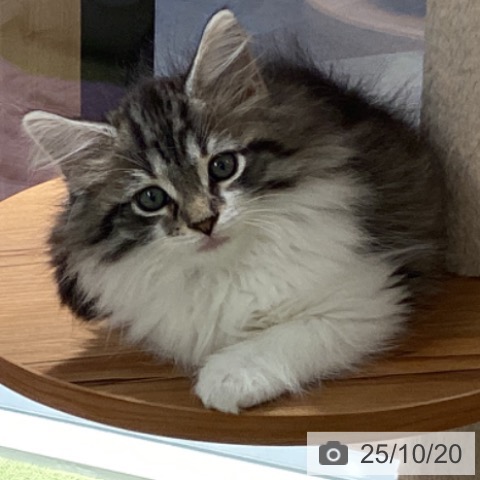 ノルウェージャンフォレストキャットの写真