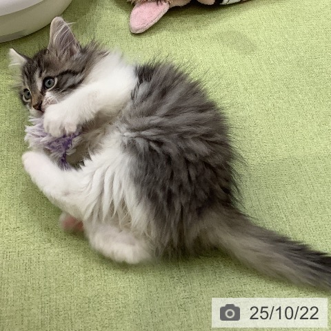 ノルウェージャンフォレストキャットの写真